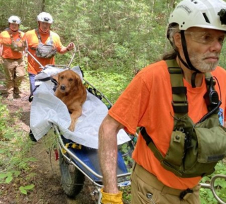 Illustration de l'article : Un chien mordu 5 fois par un serpent déclenche l'intervention rapide des secours