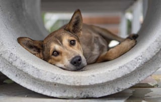 Illustration de l'article : Ce chien amputé attend la famille idéale depuis 1000 jours : qui lui donnera une chance de connaître l'amour ?