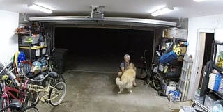 Illustration de l'article : Un Golden Retriever fait sensation en réservant un accueil très étrange à un cambrioleur (vidéo)