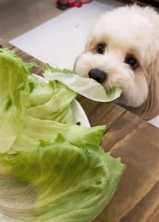 Illustration de l'article : 20 photos de chiens et chats pris en flagrant délit de vol alimentaire