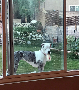 Illustration de l'article : 20 photos de chiens et chats pris en flagrant délit de vol alimentaire