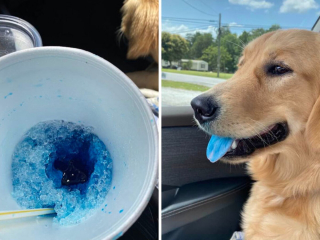 Illustration de l'article : 20 photos de chiens et chats pris en flagrant délit de vol alimentaire