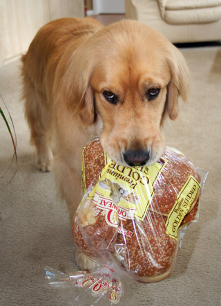 Illustration de l'article : 20 photos de chiens et chats pris en flagrant délit de vol alimentaire