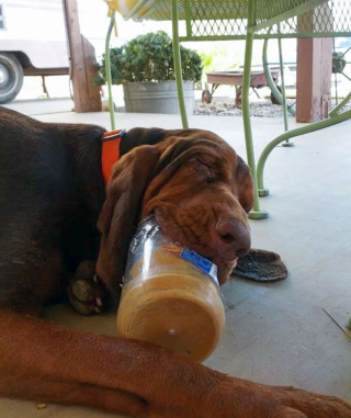 Illustration de l'article : 20 photos de chiens et chats pris en flagrant délit de vol alimentaire