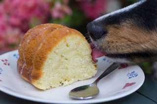 Illustration de l'article : 20 photos de chiens et chats pris en flagrant délit de vol alimentaire