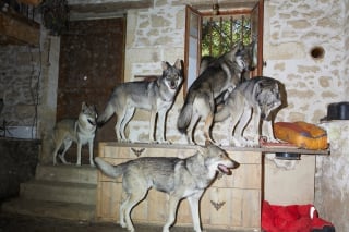 Illustration de l'article : Des chiens dévoués font tout leur possible pour sauver leur maîtresse piquée par un frelon et deviennent ses héros !