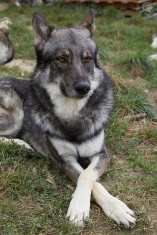 Illustration de l'article : Des chiens dévoués font tout leur possible pour sauver leur maîtresse piquée par un frelon et deviennent ses héros !