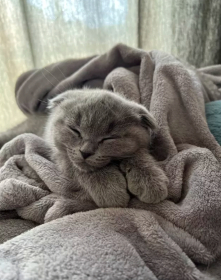 Illustration de l'article : 17 photos de chats endormis qui vous feront fondre de tendresse