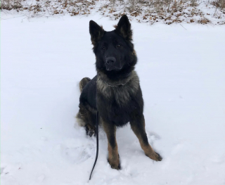 Illustration de l'article : Un chien policier héroïque redonne espoir à la famille d'une automobiliste s'étant perdue après un accident