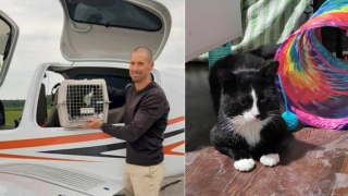 Illustration de l'article : Des bénévoles se donnent pour mission de ramener un chat disparu 2 ans plus tôt à sa famille se trouvant à 1000 km