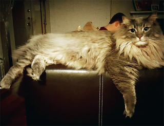 Illustration de l'article : 20 photos célébrant le Maine Coon, race de chat qui allie taille imposante et charme irrésistible