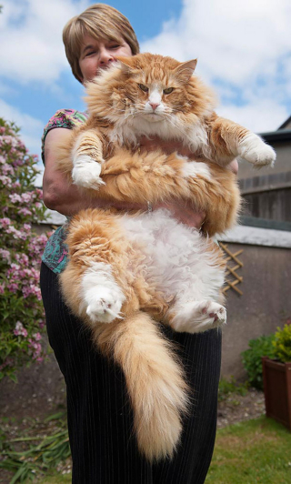 Illustration de l'article : 20 photos célébrant le Maine Coon, race de chat qui allie taille imposante et charme irrésistible