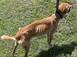 Illustration de l'article : La police découvre 3 chiens cachectiques et s'accrochant désespérément à la vie chez un individu négligent (vidéo)