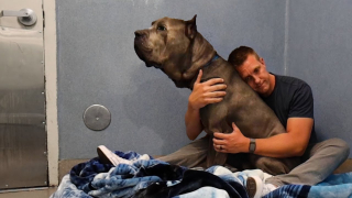 Illustration de l'article : Incompris par ses nouveaux maîtres, un chien fait son retour au refuge quelques heures après son adoption (vidéo)