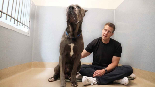 Illustration de l'article : Incompris par ses nouveaux maîtres, un chien fait son retour au refuge quelques heures après son adoption (vidéo)
