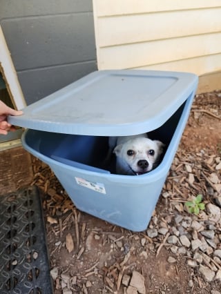 Illustration de l'article : Par une journée caniculaire, un chien est abandonné dans une boîte en plastique au pied d'un refuge