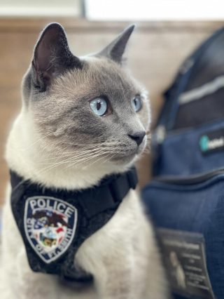 Illustration de l'article : Un chat policier au grand cœur apporte joie et réconfort dans un centre pour enfants autistes