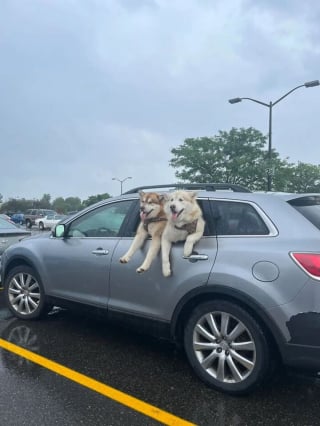 Illustration de l'article : 20 photos capturant les rencontres inattendues avec des chiens qui égayent la journée