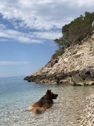 Illustration de l'article : 20 photos capturant les rencontres inattendues avec des chiens qui égayent la journée