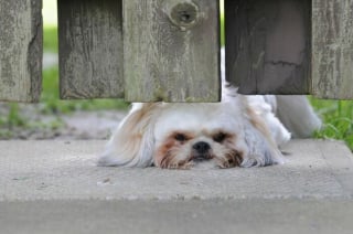 Illustration de l'article : 20 photos capturant les rencontres inattendues avec des chiens qui égayent la journée