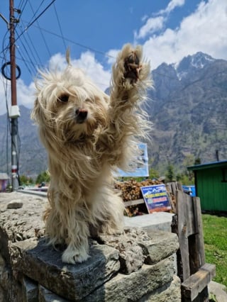 Illustration de l'article : 20 photos capturant les rencontres inattendues avec des chiens qui égayent la journée