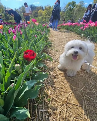 Illustration de l'article : 20 photos capturant les rencontres inattendues avec des chiens qui égayent la journée