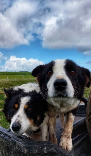 Illustration de l'article : 20 photos capturant les rencontres inattendues avec des chiens qui égayent la journée