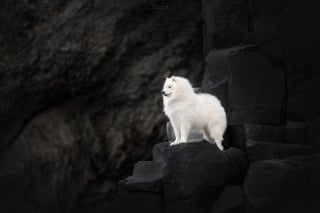 Illustration de l'article : 20 photos exceptionnelles de chiens capturant leur beauté et celle de l'Islande