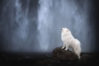 Illustration de l'article : 20 photos exceptionnelles de chiens capturant leur beauté et celle de l'Islande