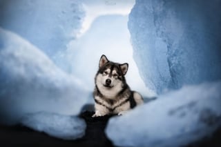 Illustration de l'article : 20 photos exceptionnelles de chiens capturant leur beauté et celle de l'Islande