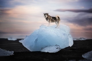 Illustration de l'article : 20 photos exceptionnelles de chiens capturant leur beauté et celle de l'Islande