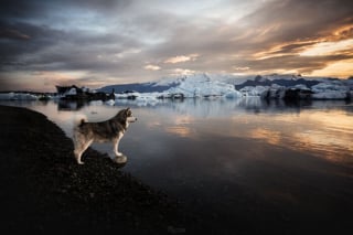 Illustration de l'article : 20 photos exceptionnelles de chiens capturant leur beauté et celle de l'Islande