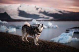 Illustration de l'article : 20 photos exceptionnelles de chiens capturant leur beauté et celle de l'Islande