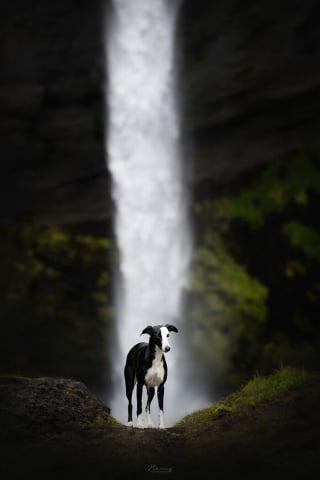 Illustration de l'article : 20 photos exceptionnelles de chiens capturant leur beauté et celle de l'Islande