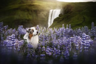 Illustration de l'article : 20 photos exceptionnelles de chiens capturant leur beauté et celle de l'Islande