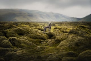 Illustration de l'article : 20 photos exceptionnelles de chiens capturant leur beauté et celle de l'Islande