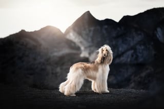 Illustration de l'article : 20 photos exceptionnelles de chiens capturant leur beauté et celle de l'Islande