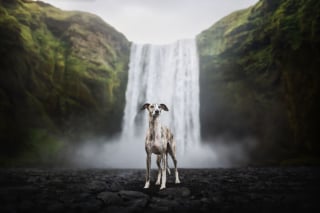 Illustration de l'article : 20 photos exceptionnelles de chiens capturant leur beauté et celle de l'Islande