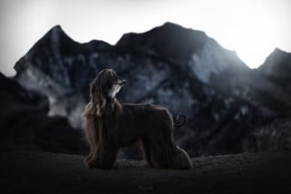 Illustration de l'article : 20 photos exceptionnelles de chiens capturant leur beauté et celle de l'Islande