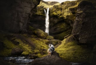 Illustration de l'article : 20 photos exceptionnelles de chiens capturant leur beauté et celle de l'Islande