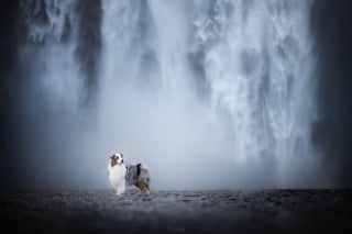 Illustration de l'article : 20 photos exceptionnelles de chiens capturant leur beauté et celle de l'Islande