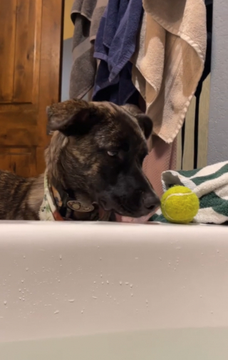 Illustration de l'article : Ce chien pousse sa balle dans le bain de sa maîtresse et prétend qu’il n’a rien fait (vidéo)