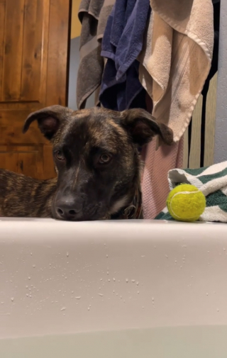 Illustration de l'article : Ce chien pousse sa balle dans le bain de sa maîtresse et prétend qu’il n’a rien fait (vidéo)
