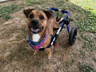 Illustration de l'article : Paralysé suite à un accident de voiture, un chien renoue avec l'espoir grâce à une femme au grand cœur