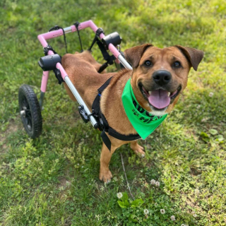 Illustration de l'article : Paralysé suite à un accident de voiture, un chien renoue avec l'espoir grâce à une femme au grand cœur