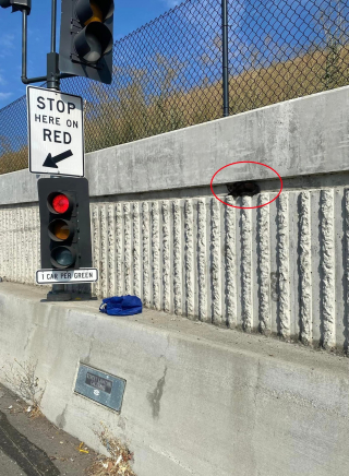 Illustration de l'article : L'intervention courageuse d'un policier pour tenter de sauver un chaton perdu et effrayé sur une autoroute