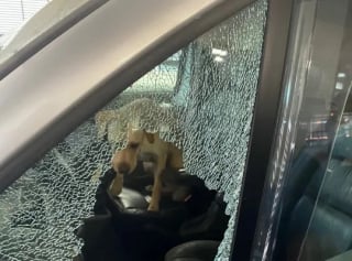 Illustration de l'article : Des passants découvrent un chien enfermé dans un véhicule en plein soleil, et décident de contacter la police