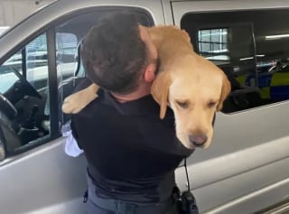 Illustration de l'article : Des passants découvrent un chien enfermé dans un véhicule en plein soleil, et décident de contacter la police