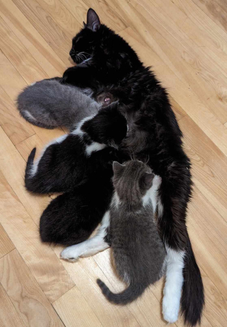 Illustration de l'article : En cherchant son chat disparu, cette famille a sauvé la vie de 5 félins dont 4 chatons