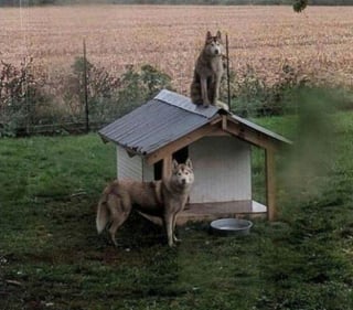 Illustration de l'article : 15 photos de chiens malicieux et adorables qui illumineront votre journée 